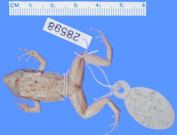 Media type: image; Herpetology A-28598